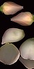 Two Peach Roses and Petals #2 Panoramic Tall